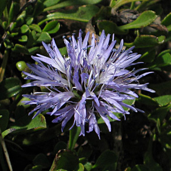 Globularia cordifolia