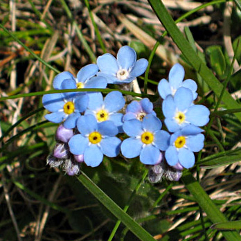 Myosotis alpestris