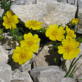 Potentilla aurea