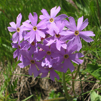 Primula halleri