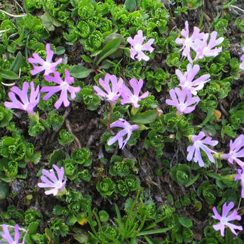 Primula minima