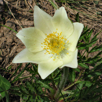Pulsatilla alpina
