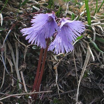 Soldanella alpina