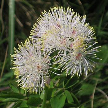 Thalictrum aquilegifolium