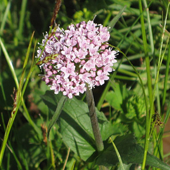 Valeriana montana