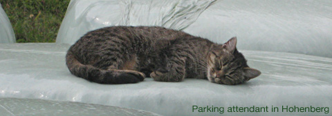 Cat at Hohenberg farm