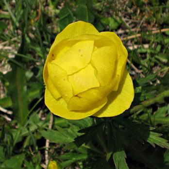 Trollius europaeus